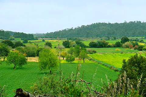 Campos en Mallorca