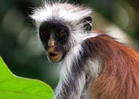 Colobus rojo de Zanzibar